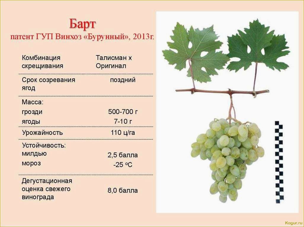 Сравнение новых и традиционных сортов винограда: обзор (часть 3)