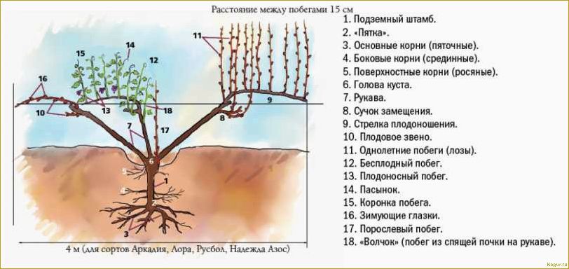 Сравнение новых и традиционных сортов винограда: обзор (часть 3)