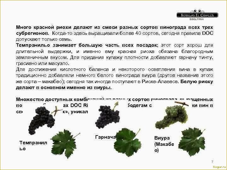 Сравнение новых и традиционных сортов винограда: обзор (часть 3)