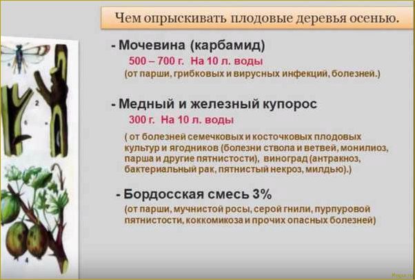 Опрыскивание плодовых деревьев весной: важность своевременной процедуры