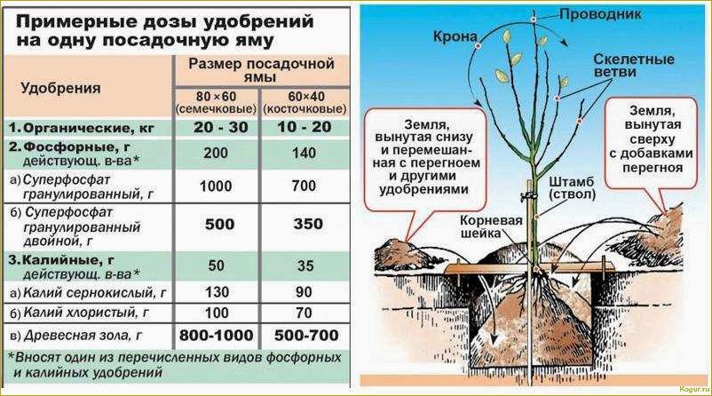 Опрыскивание плодовых деревьев весной: важность своевременной процедуры