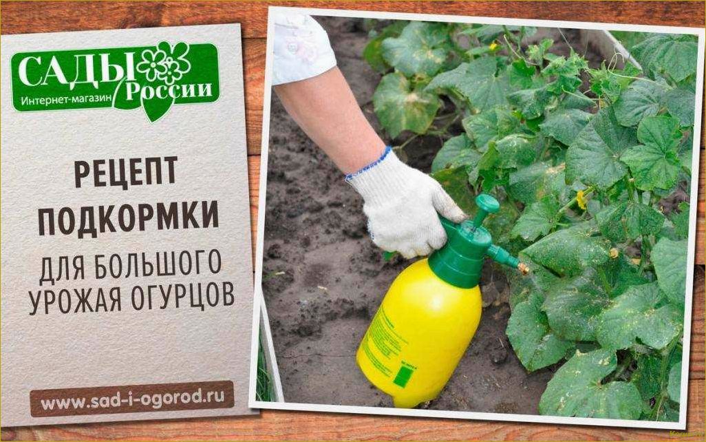 Подкормка огурцов в теплице: секрет отличного урожая