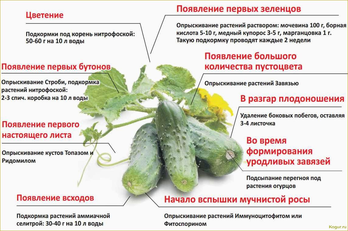 Подкормка огурцов в теплице: секрет отличного урожая