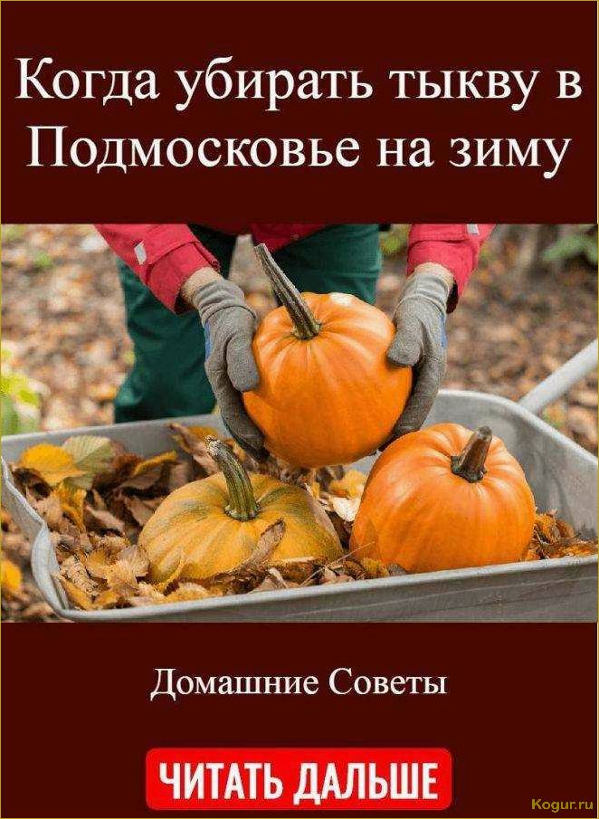 Как и когда убирать тыкву разных сроков зрелости