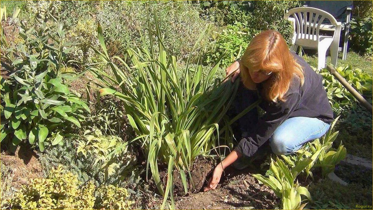 Посадка и уход за лилейниками в открытом грунте на даче