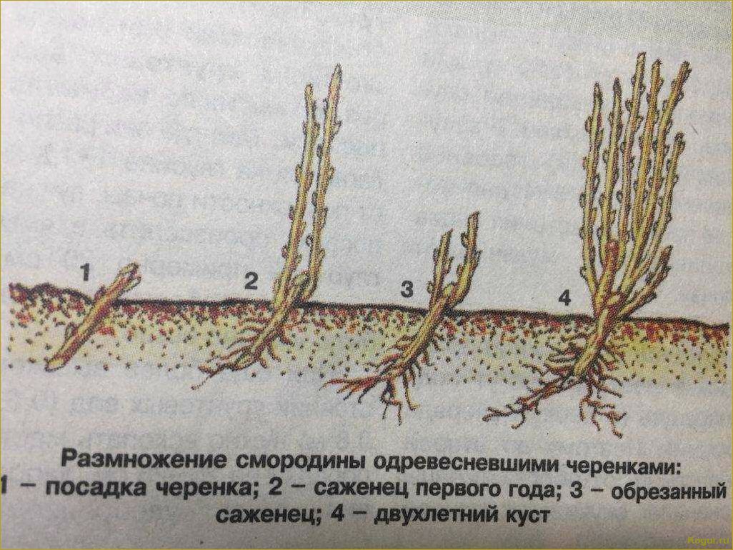 Подробные инструкции по правильной посадке и уходу за черной смородиной