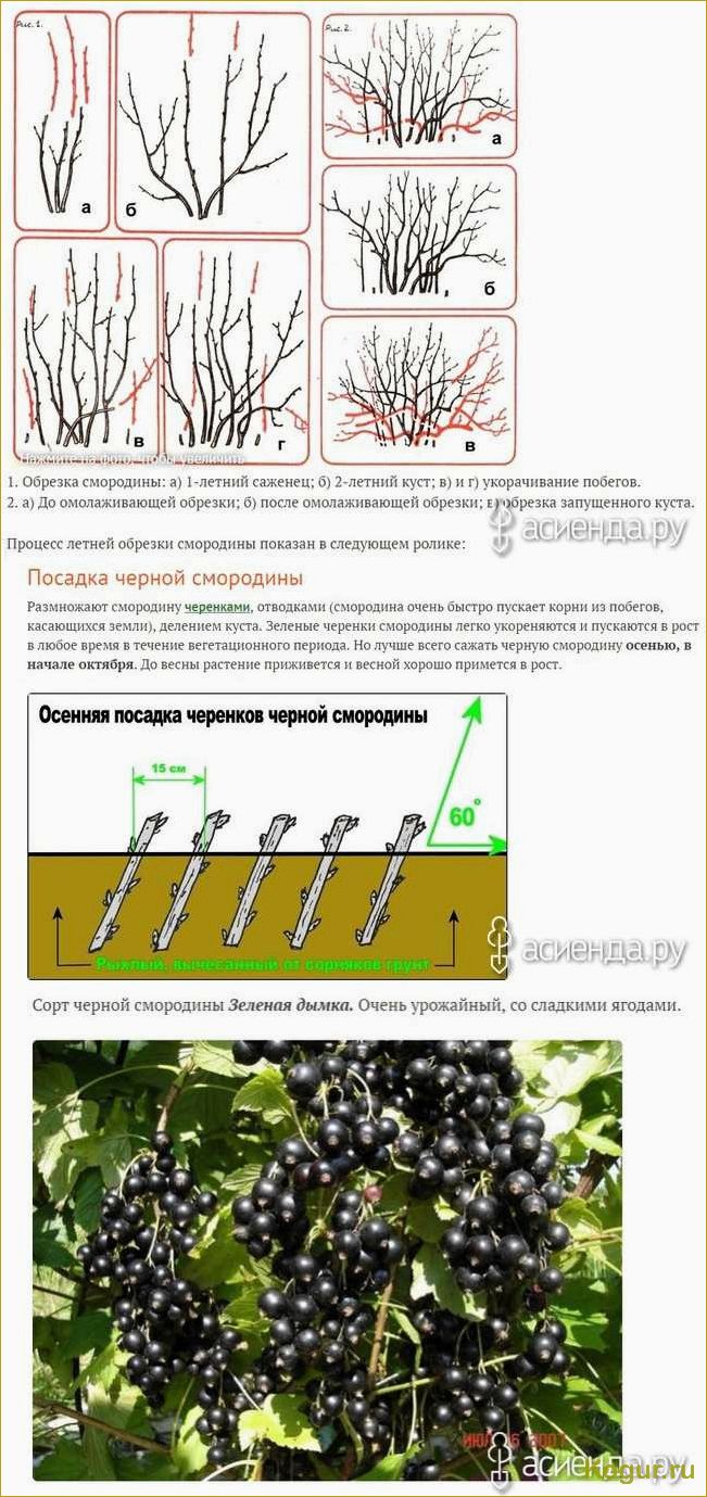 Подробные инструкции по правильной посадке и уходу за черной смородиной