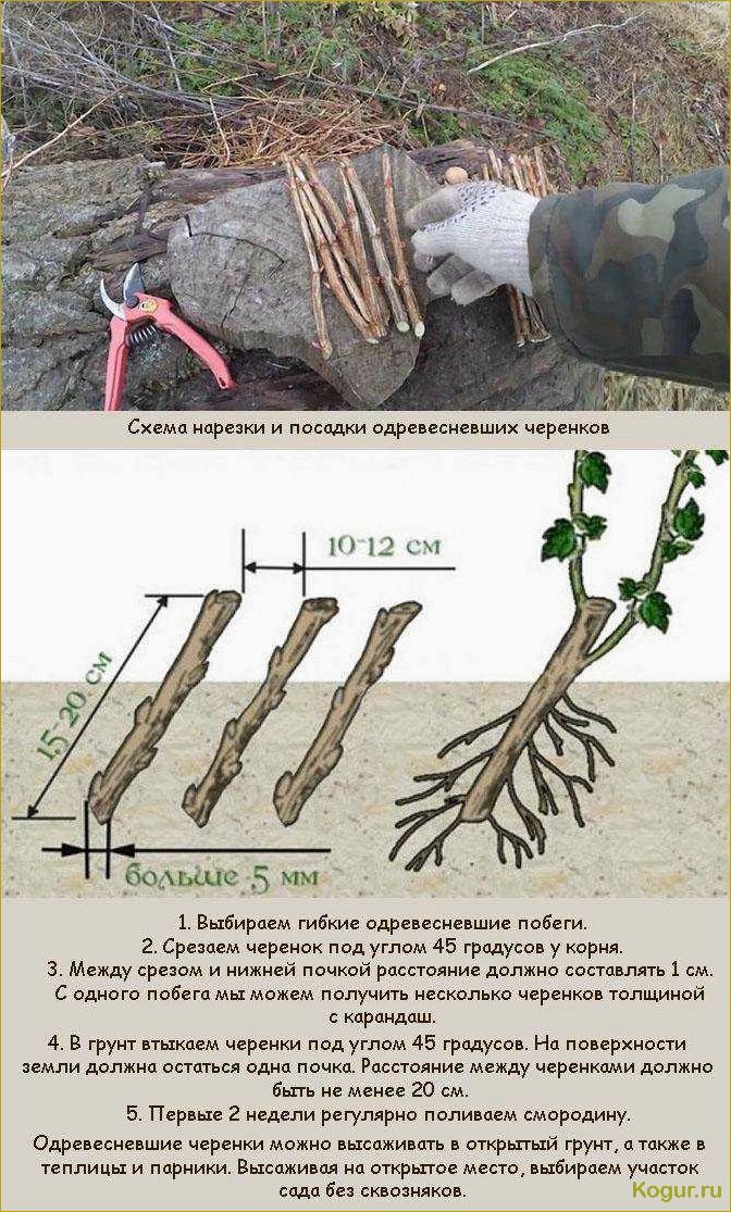 Подробные инструкции по правильной посадке и уходу за черной смородиной