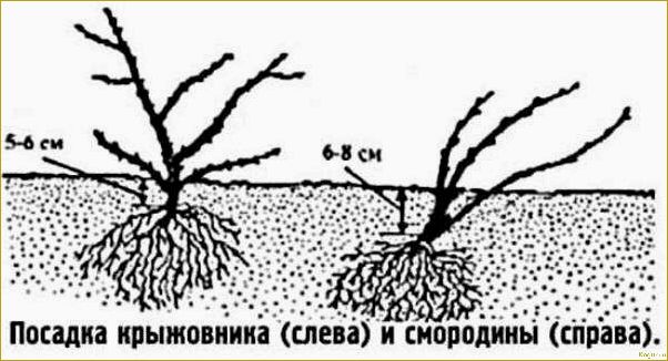 Подробные инструкции по правильной посадке и уходу за черной смородиной