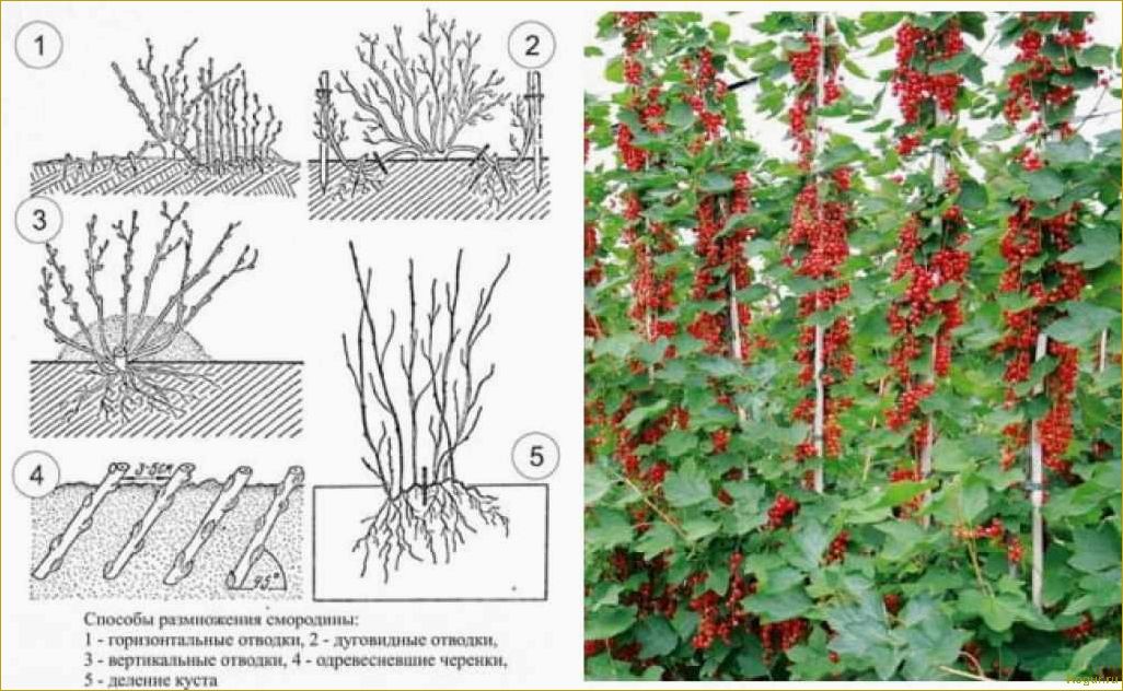 Подробные инструкции по правильной посадке и уходу за черной смородиной
