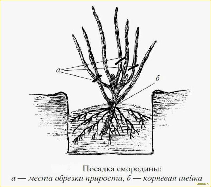 Подробные инструкции по правильной посадке и уходу за черной смородиной