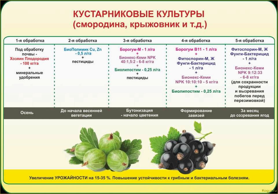 Подробные инструкции по правильной посадке и уходу за черной смородиной