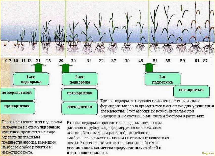 Правильный выбор поливочной системы для огорода — залог обильных урожаев