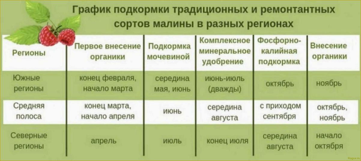 Ремонтантная малина Таганка: роскошные кусты и крупные ягоды