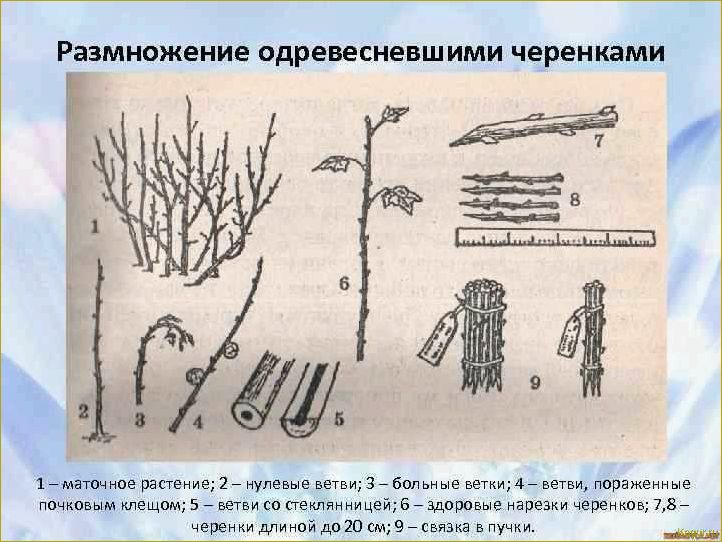 Способы размножения рябины: черенкование, прививка, семенной метод