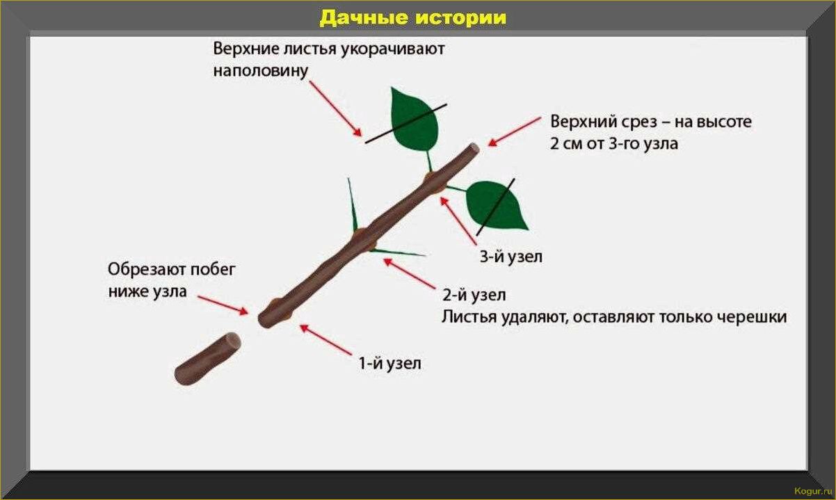 Способы размножения рябины: черенкование, прививка, семенной метод