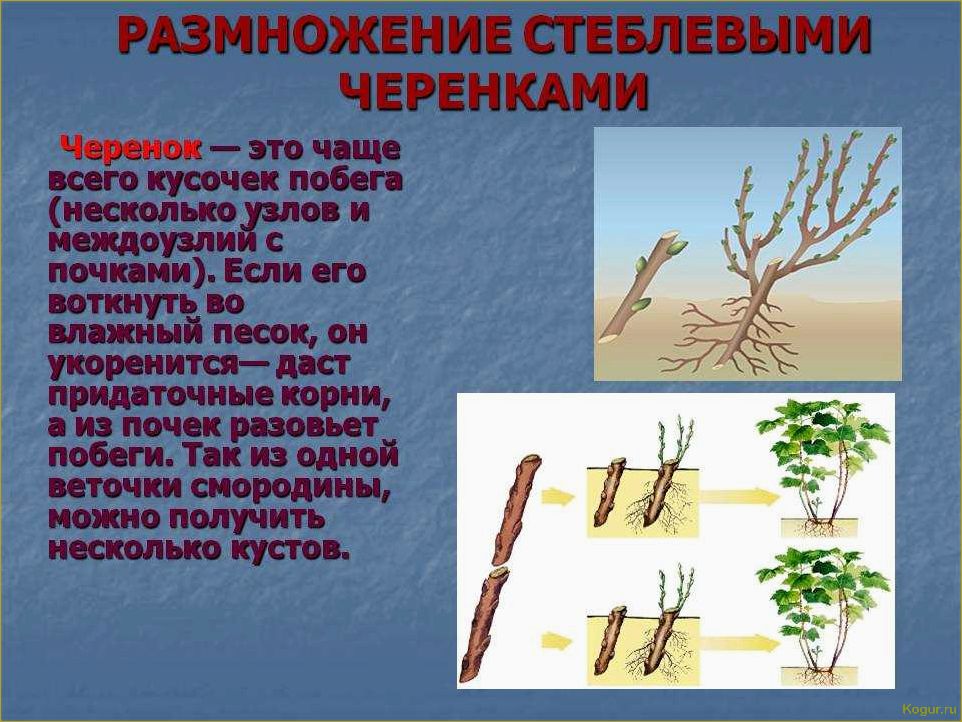 Способы размножения рябины: черенкование, прививка, семенной метод