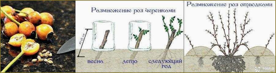 Способы размножения рябины: черенкование, прививка, семенной метод