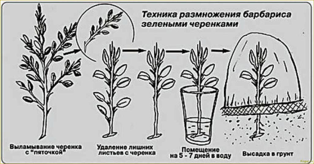 Способы размножения рябины: черенкование, прививка, семенной метод