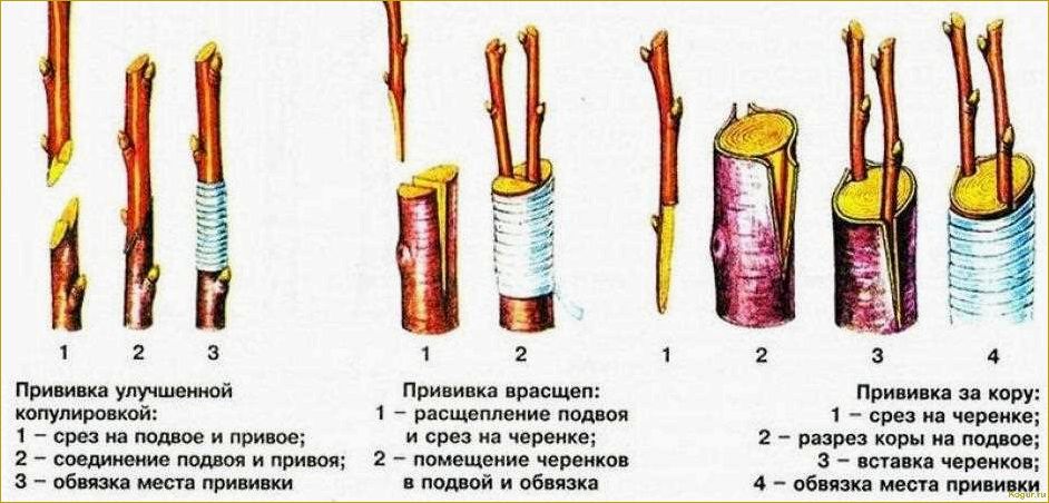 Способы размножения рябины: черенкование, прививка, семенной метод