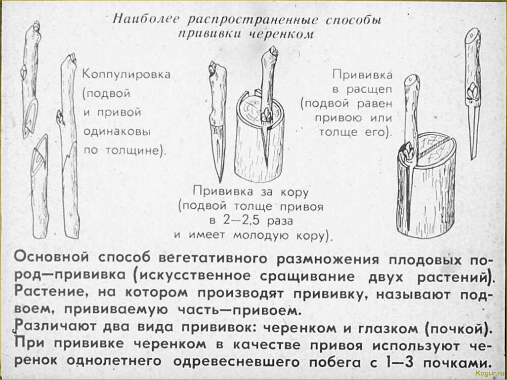 Способы размножения рябины: черенкование, прививка, семенной метод