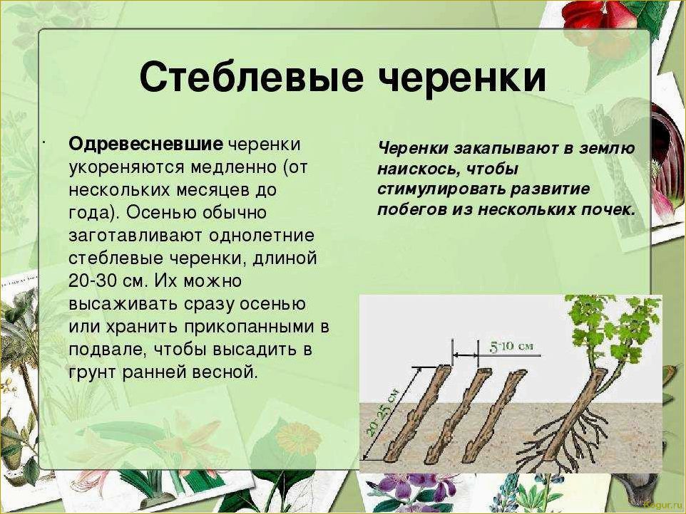 Способы размножения рябины: черенкование, прививка, семенной метод