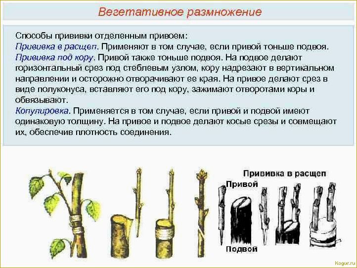 Способы размножения рябины: черенкование, прививка, семенной метод