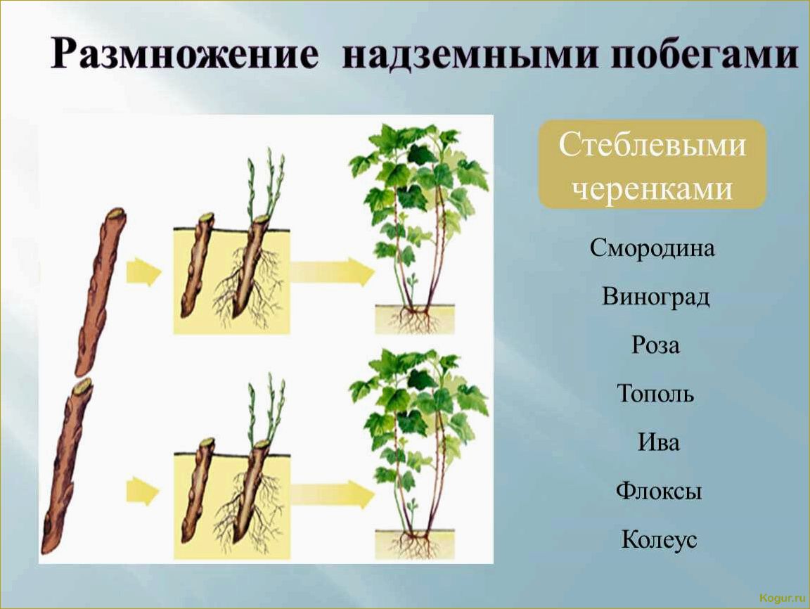 Способы размножения рябины: черенкование, прививка, семенной метод