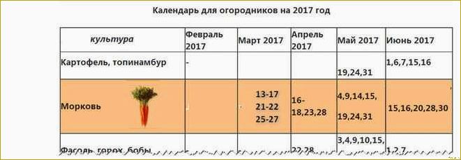 Сроки высадки моркови в Подмосковье