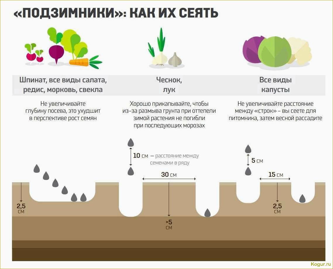 Сроки высадки моркови в Подмосковье