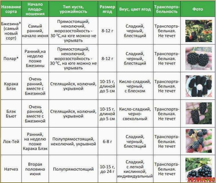 Сроки высадки моркови в Подмосковье