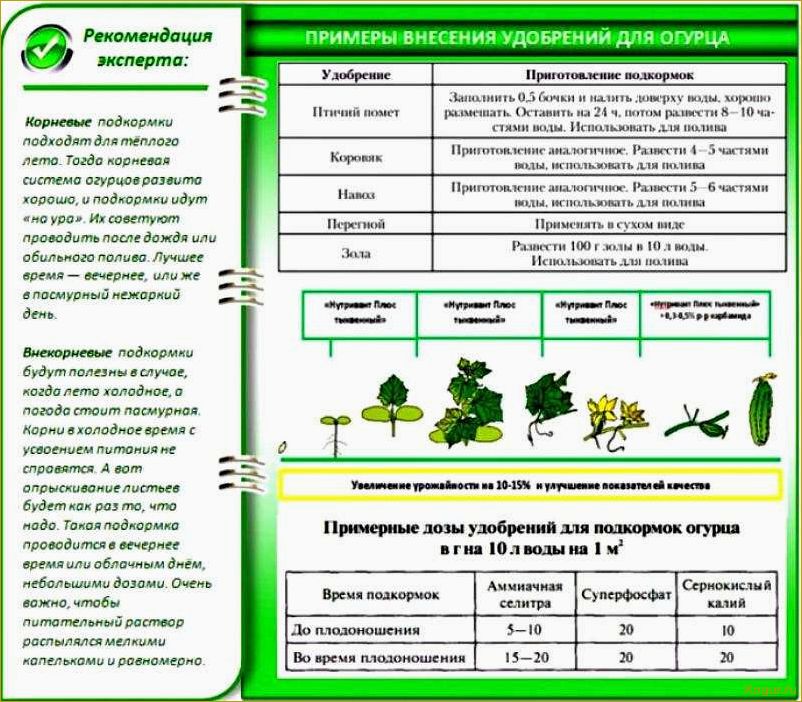 Узнайте о разных видах удобрений для рассады овощей и получите рекомендации по их правильному применению