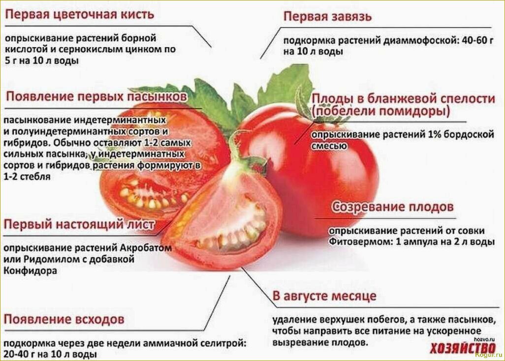 Узнайте о разных видах удобрений для рассады овощей и получите рекомендации по их правильному применению