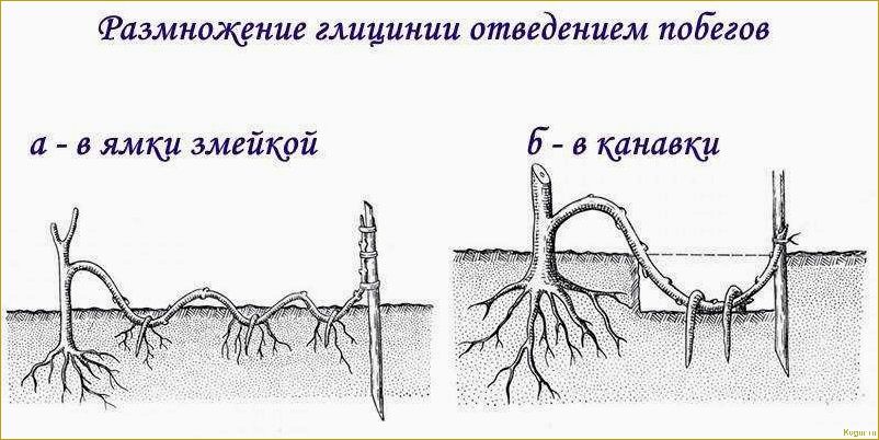 Уход и выращивание глицинии в Подмосковье: особенности и советы