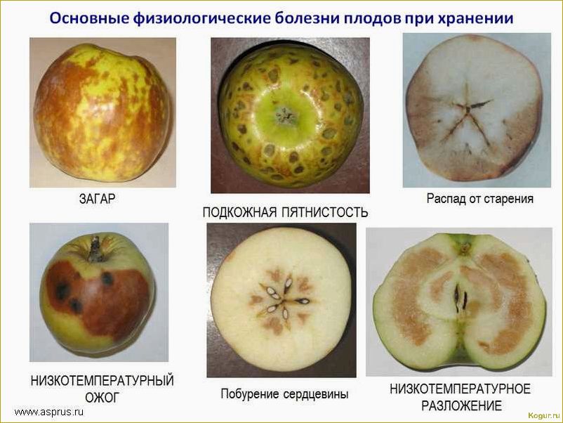 Почему яблоки на яблоне трескаются и гниют: причины и способы предотвращения