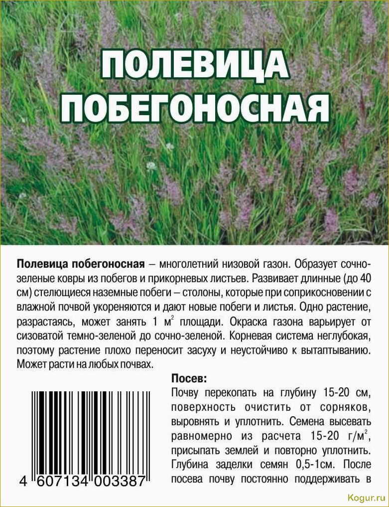 Неприхотливая газонная трава полевица побегоносная: все, что нужно знать