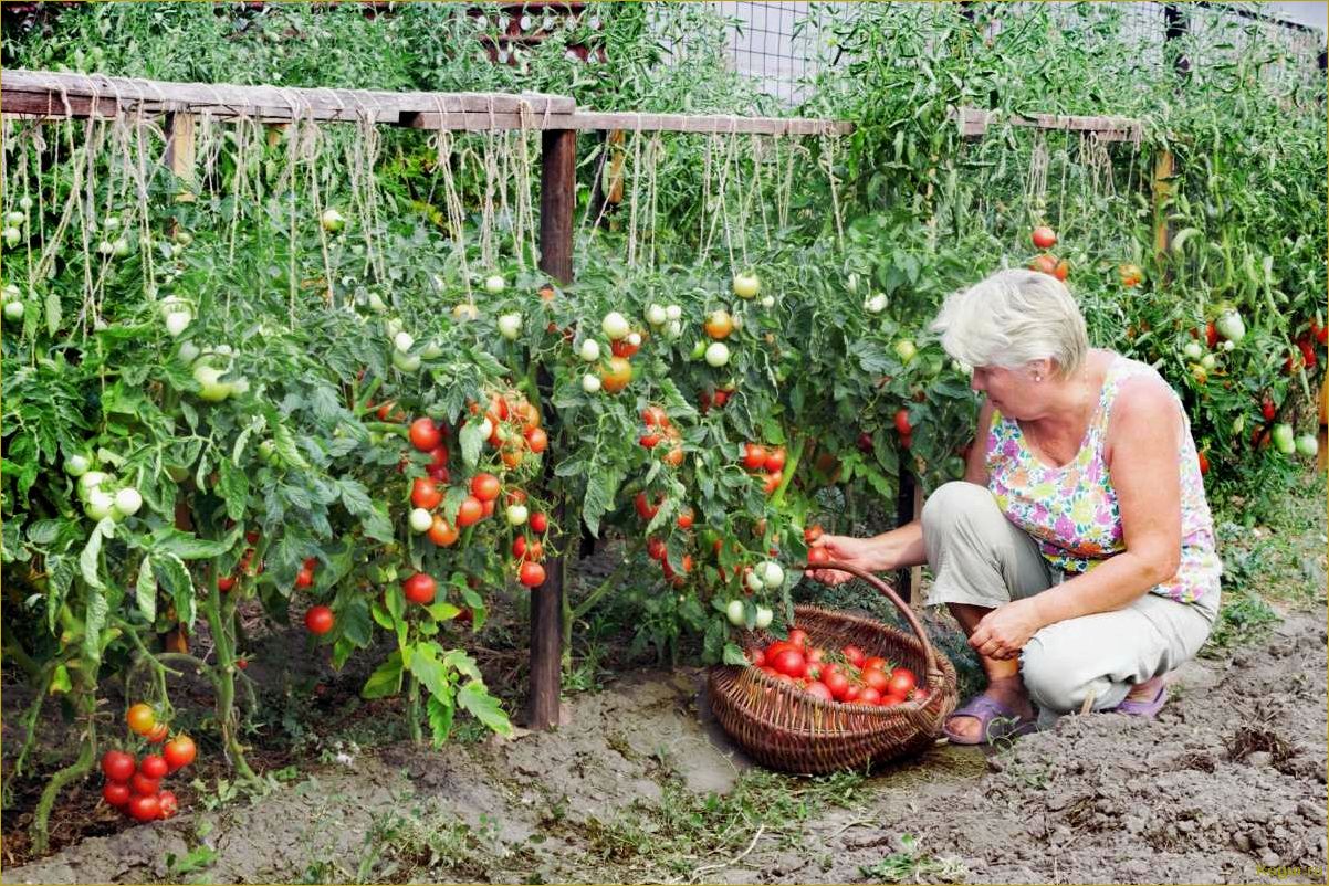 Выбираем и выращиваем томат Чудо земли на своих дачных грядках