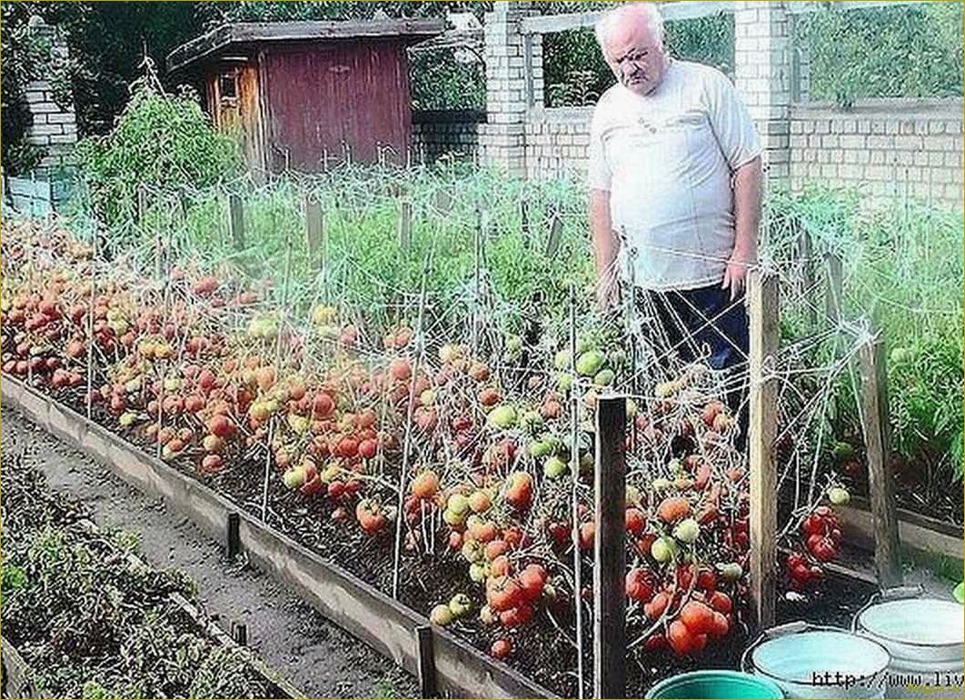 Выбираем и выращиваем томат Чудо земли на своих дачных грядках