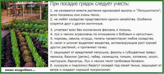 Выращивание редиса в теплице — секреты опытных дачников