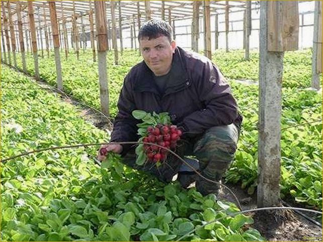 Выращивание редиса в теплице — секреты опытных дачников