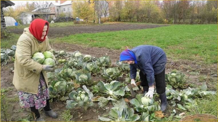 Хлопоты дачника на огороде в сентябре