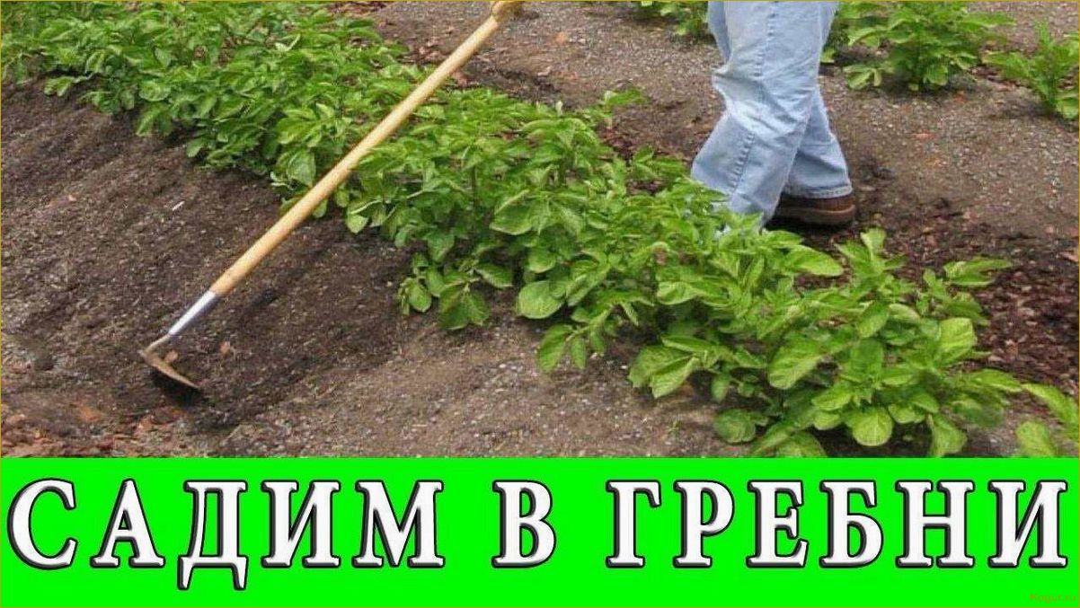 Зачем окучивать картофель?