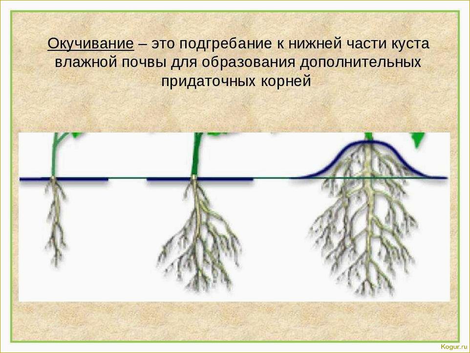 Зачем окучивать картофель?