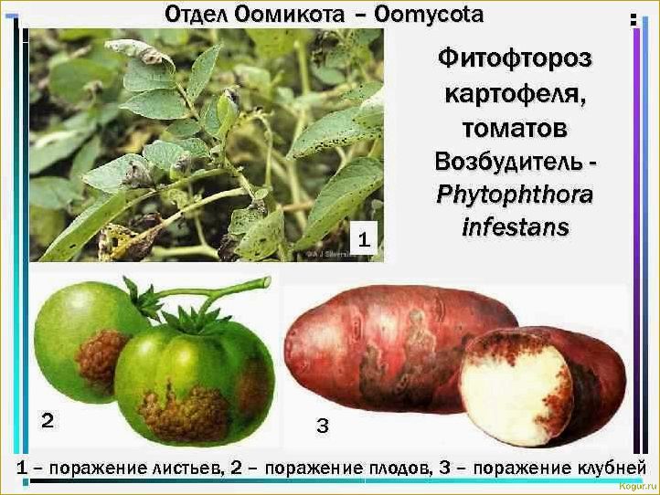 Борьба с фитофторой картофеля — эффективные химические и биологические средства