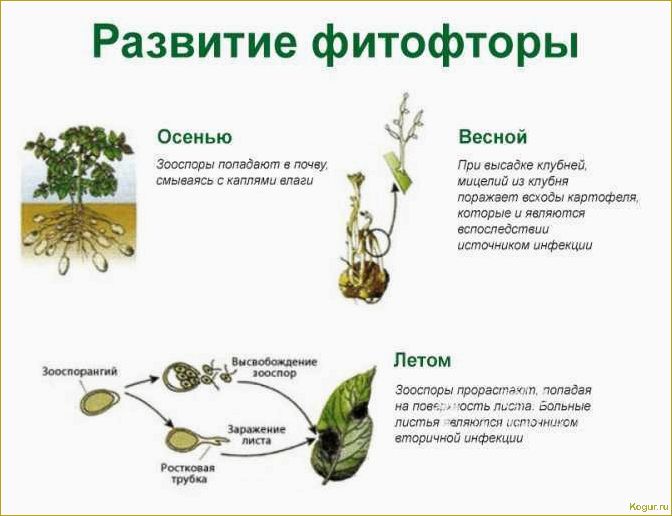 Борьба с фитофторой картофеля — эффективные химические и биологические средства