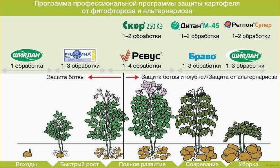 Борьба с фитофторой картофеля — эффективные химические и биологические средства