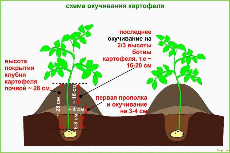 Выращивание раннего картофеля Жуковский: советы и рекомендации