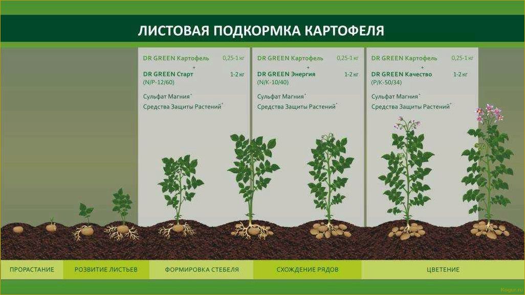 Выращивание раннего картофеля Жуковский: советы и рекомендации