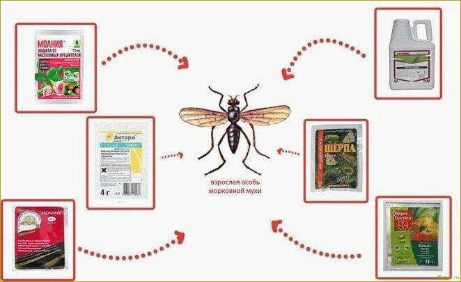 Эффективные методы борьбы с морковной мухой