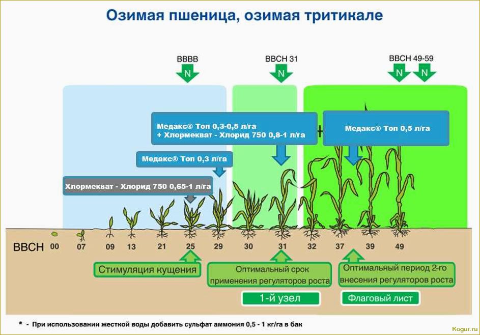 Фунгициды для растений: названия, особенности, преимущества и недостатки